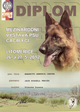 Diplom pro Jack Russell Terriera - Amaretto Armonia Canina