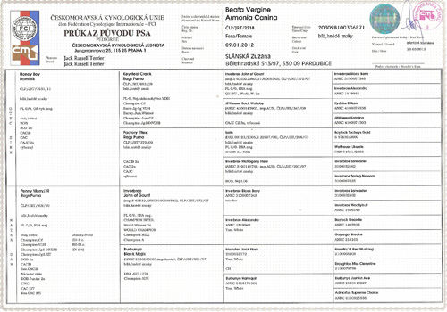 Pedigree of Beata Vergine Armonia Canina bred by Zuzana Slanska in the Czech republic