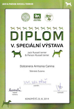 Il diploma di Jack Russell terrier