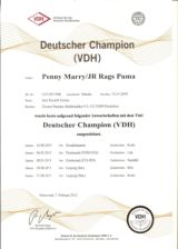 Jack Russel - Penny Marry/JR Rags Puma německý šampion