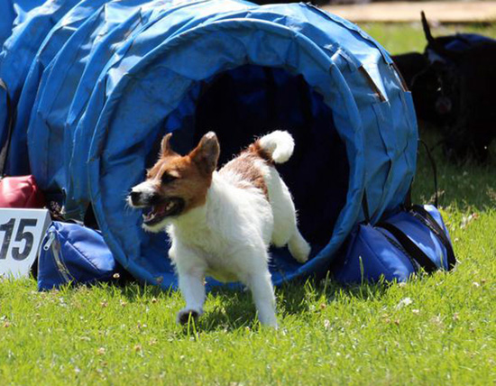 Jack Russel Terier during the agility
