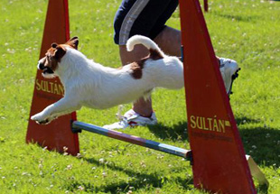 Jack Russell Terrier and agility