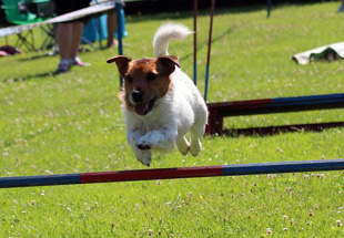 Jack Russell Terrier při agility