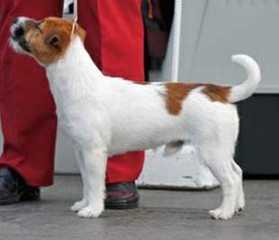 Jack Russell Terrier na výstavě