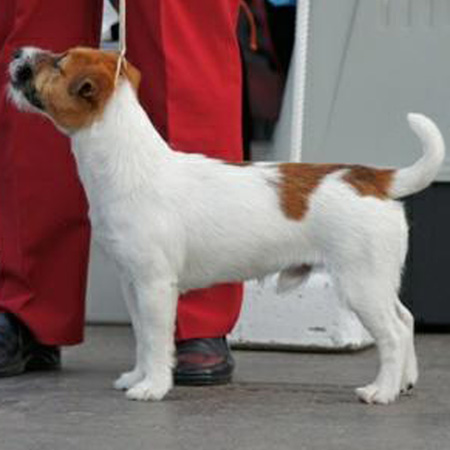 Jack Russell Terrier - stallone
