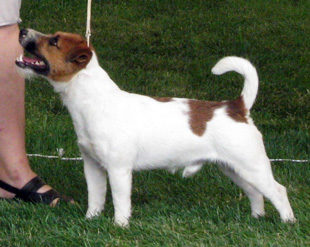 Jack Russell Terrier und eine Ausstelung