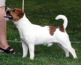 Jack Russell Terrier a výstava