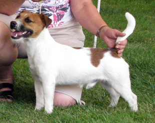 Jack Russell Terrier in die Hundeausstellung