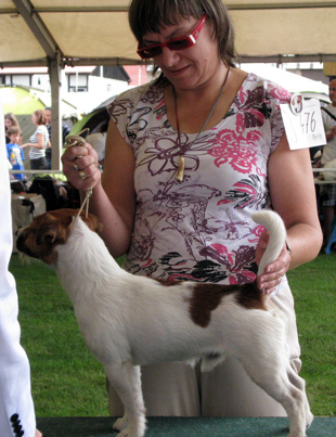 Jack Russell Terrier na výstavě