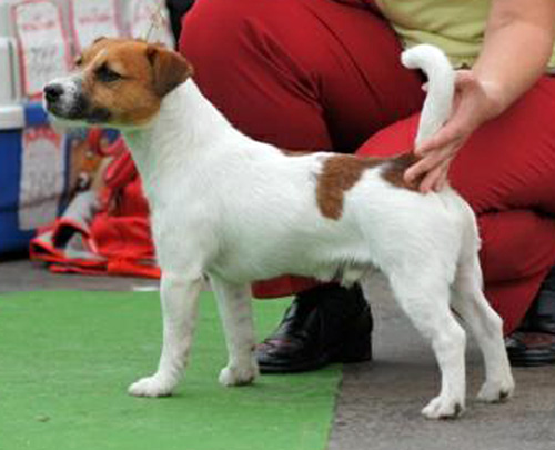 Jack Russel Terrier