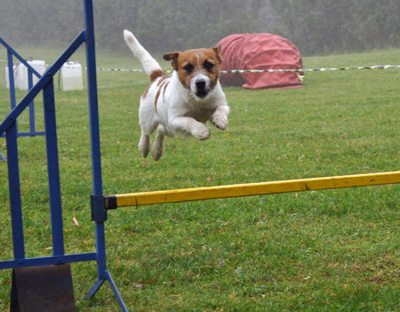Jack Russell Terrier competes in an agility race