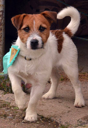Broken coated Jack Russell Terrier - a stud dog