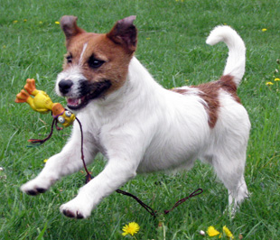 A stud dog Amaretto Armonia Canina