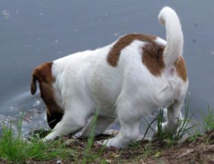 Jack Russell Terrier in the Czech Republic