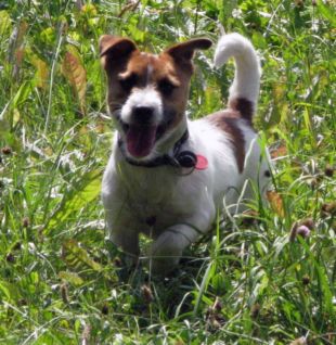 Hunting Jack Russell