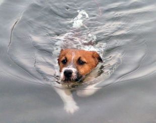 Jack Russel Terrier in Wasser