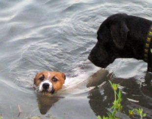 Jack Russell Terrier und ihn neuen Freund