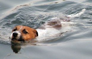 Jack Russell in the water