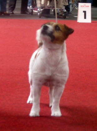 Jack Russell Terrier und eine Hundeausstelung