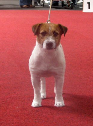 Jack Russell Terrier in un'esposizione