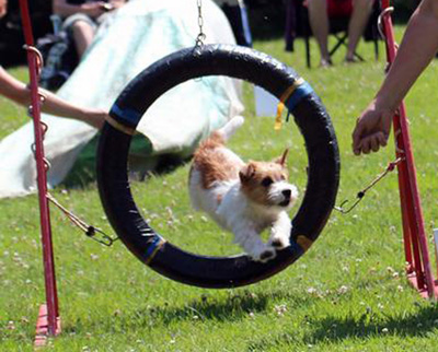 Jack Russell Terrier a agility