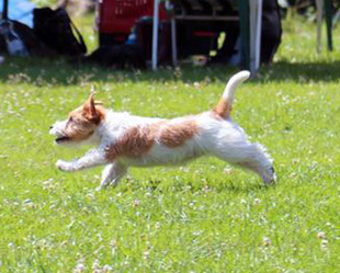 Jack Russell Terrier during an agility race