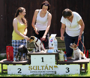 Jack Russell Terrier a agility