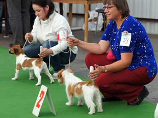 Jack Russell Terrier a výstava