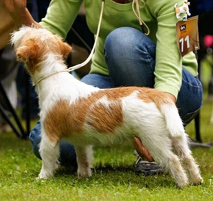 Jack Russell Terrier na výstavě