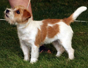 Jack Russel Terier a výstava