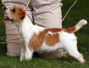 Jack Russell Terrier na výstavě