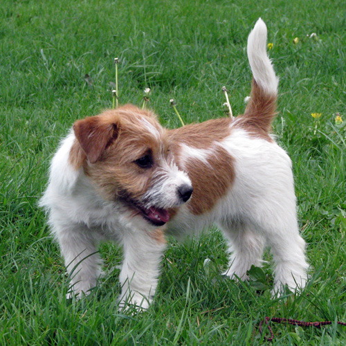 Eine Jack Russel Terrier Hündin