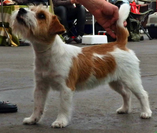 Jack Russel Terier a výstava