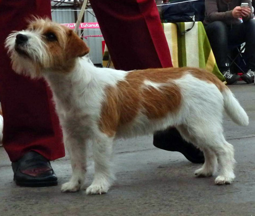 Jack Russell Terrier na výstavě