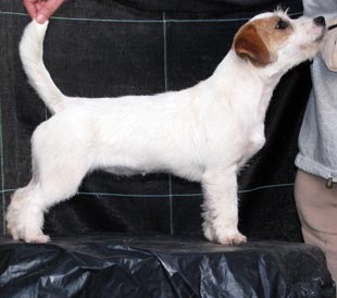 Chicca di Armonia Canina