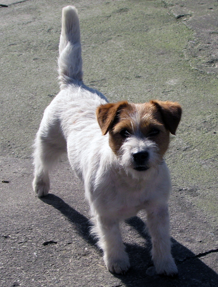 Jack Russel teriér - Dolcenera Armonia Canina