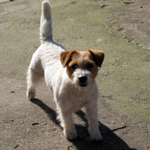 Dolcenera Armonia Canina - jack russell terrier