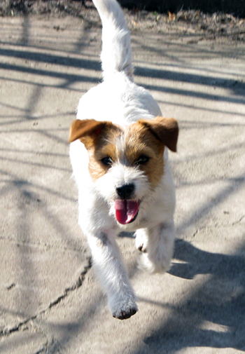 Dolcenera Armonia Canina - Jack Russel Terrier