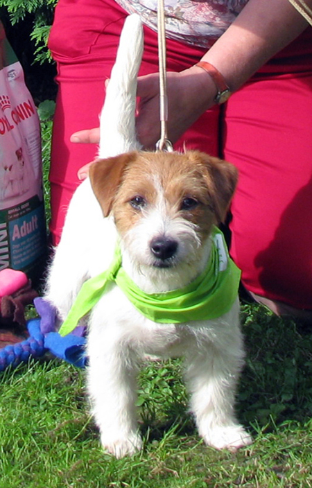 Dolcenera Armonia Canina - Jack Russel Terrier