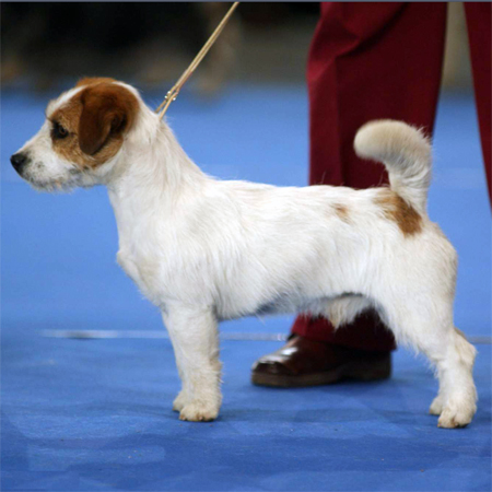 Southjack Ghiaccio Bollente - Jack Russell Terrier - stallone