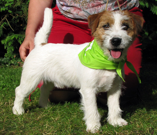 Jack Russell Terrier in the Konopiste Special Dog Show