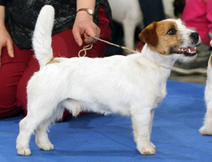 A stud dog - Jack Russell Terrier