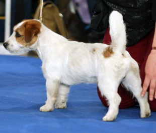 Jack Russel Terrier