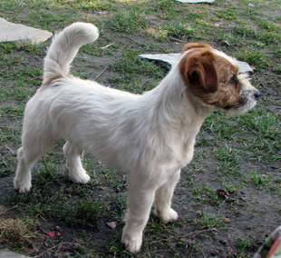 Jack Russell Terrier Southjack Ghiaccio Bollente