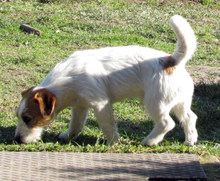 Jack Russel - Southjack Ghiaccio Bollente