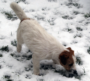 Jack Russell Terrier