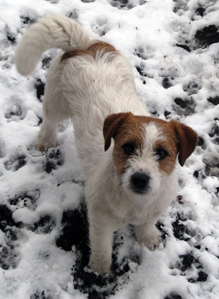 Jack Russel