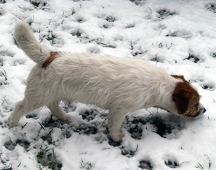 Lo stallone di Jack Russel Terrier