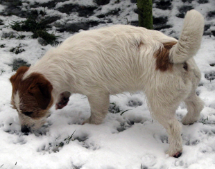 A stud dog Southjack Ghiaccio Bollente