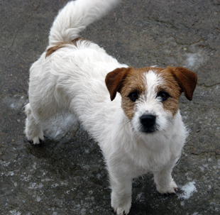 Jack Russel Southjack Ghiaccio Bollente